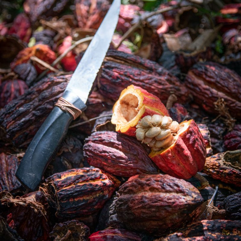 les-cabosse-chocolat-Bourbon-Pointu